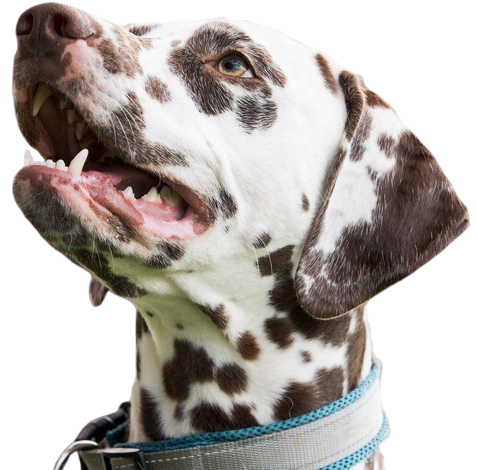image of Dalmation