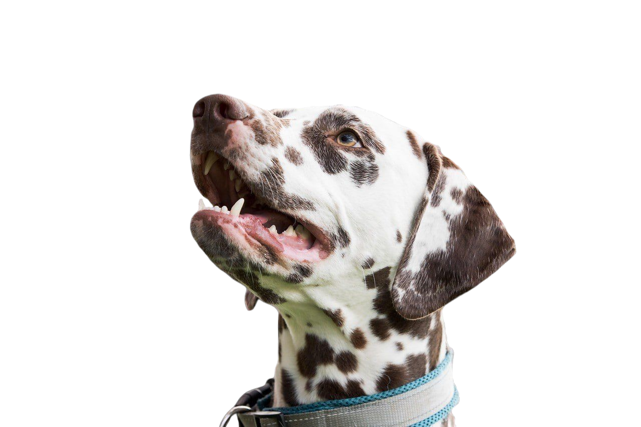 image of Dalmation